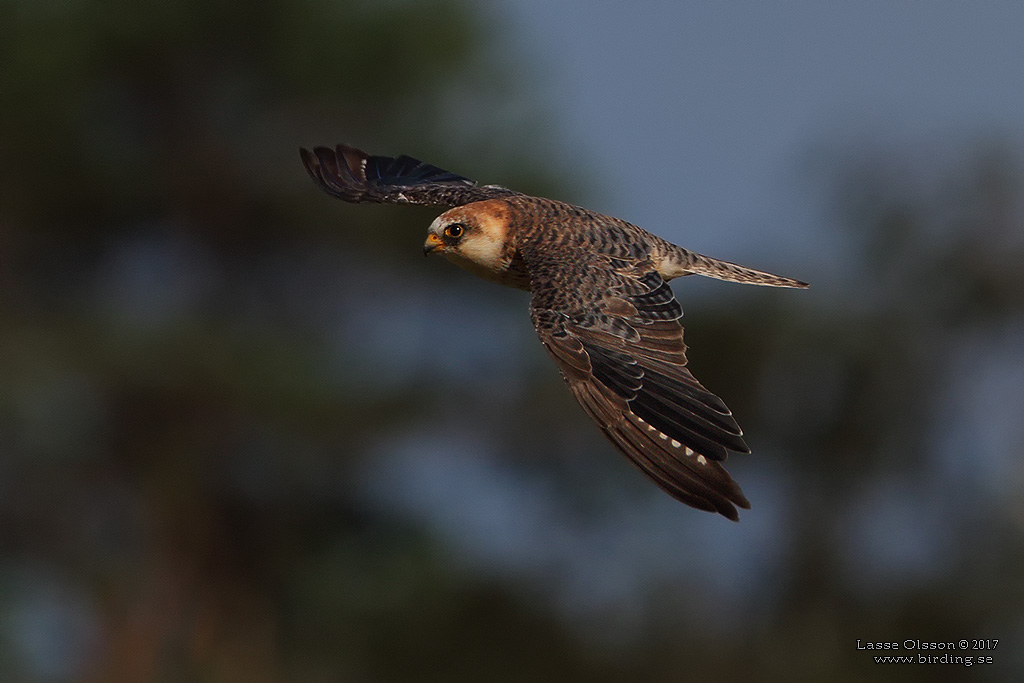 AFTONFALK / RED-FOOTED FALCON (Falco vespertinus) - Stäng / Close