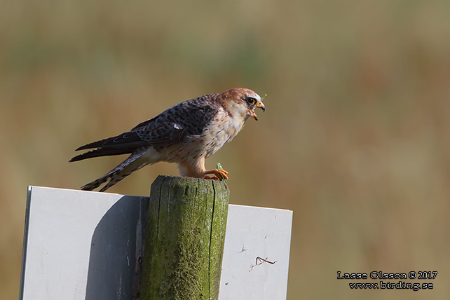 AFTONFALK, RED-FOOTED FALCON, Falco vespertinus - adult female