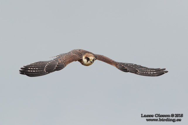 AFTONFALK, RED-FOOTED FALCON, Falco vespertinus - adult female