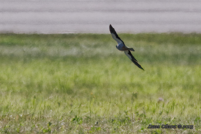 AMURFALK / AMUR FALCON (Falco amurensis)