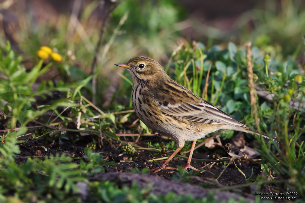 ANGSPIPLARKA / MEADOW PIPPIT (Anthus pratensis) - Stng / Close