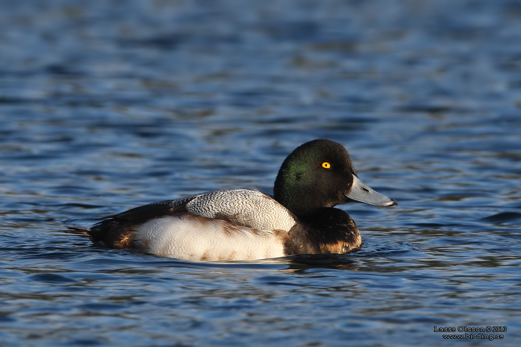 BERGAND/GREATER SCAUP (Aythya marila) - Stng / Close