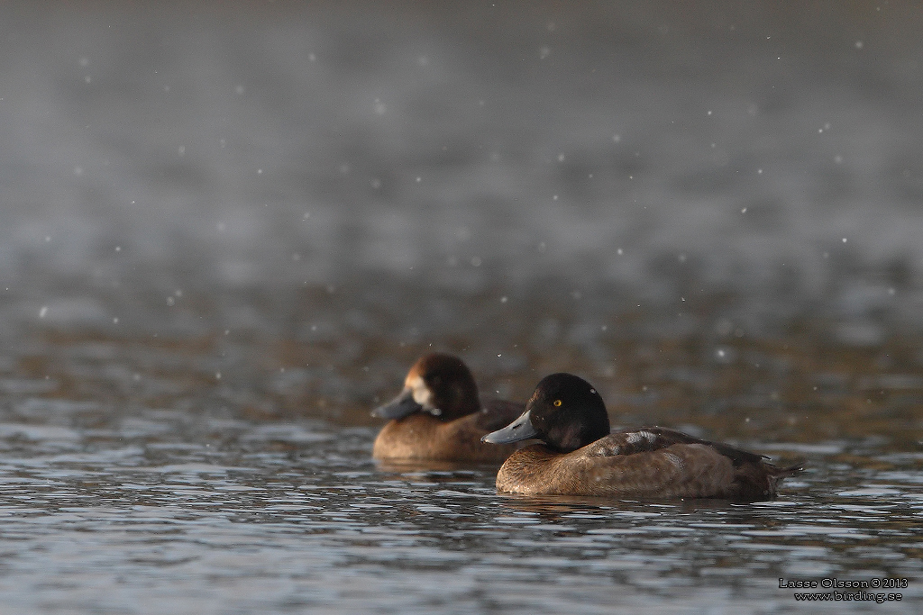 BERGAND/GREATER SCAUP (Aythya marila) - Stng / Close