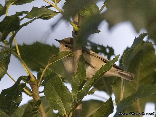 BERGSTAIGASNGARE / HUME'S LEAF WARBLER (Phylloscopus humei)
