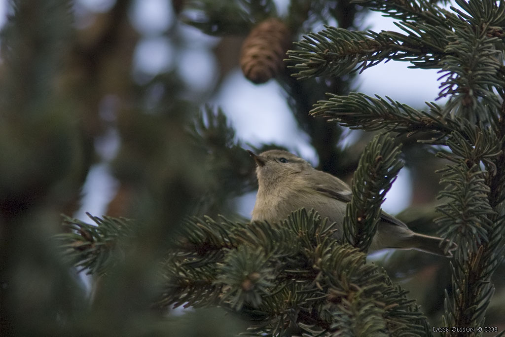 BERGSTAIGASNGARE / HUME'S YELLOW-BROWED WARBLER (Phylloscopus humei) - Stng / Close