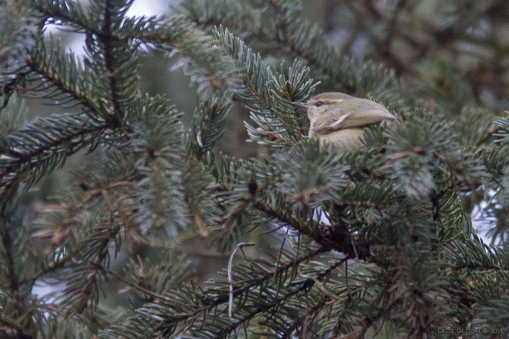 BERGSTAIGASNGARE / HUME'S YELLOW-BROWED WARBLER (Phylloscopus humei) - Stng / Close