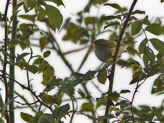 BERGSTAIGASNGARE / HUME'S LEAF WARBLER (Phylloscopus humei)
