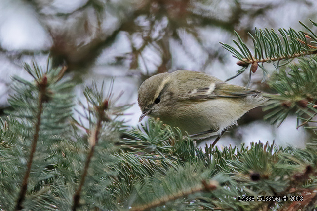 BERGSTAIGASNGARE / HUME'S LEAF WARBLER (Phylloscopus humei) - stor bild / full size