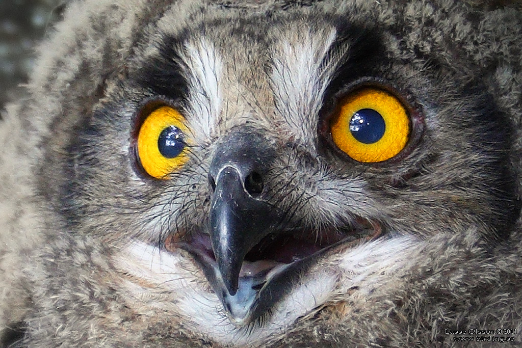 BERGUV / EURASIAN EAGLE-OWL (Bubo bubo) - Stäng / Close