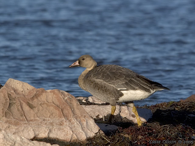BLSGS / WHITE-FRONTED GOOSE (Anser albifrons) 