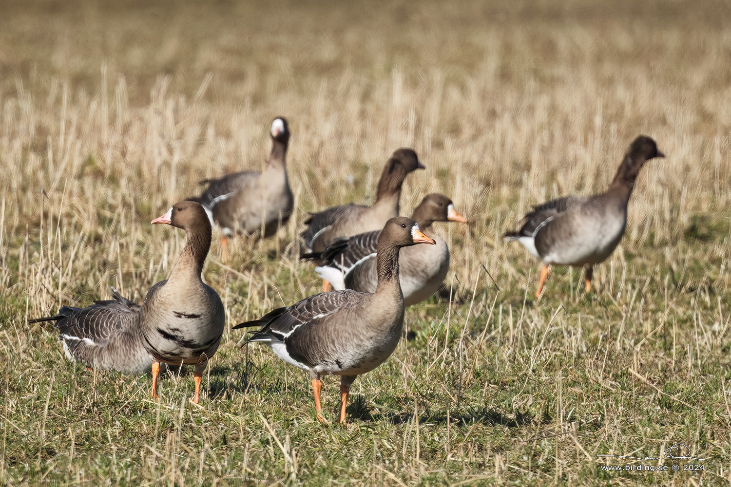 BLSGS / WHITE-FRONTED GOOSE (Anser albifrons) - Stng / Close