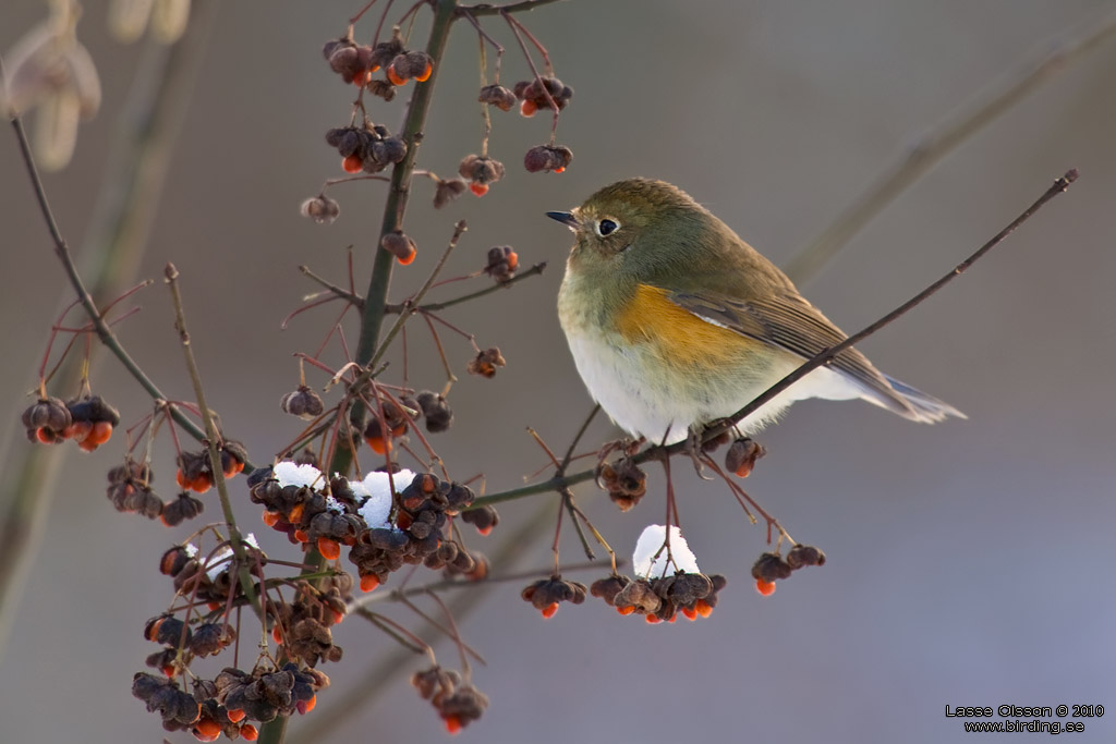 BLSTJRT / RED-FLANKED BLUETAIL (Tarsiger cyanurus) - Stng / Close