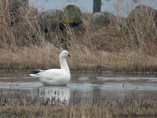 DVRGSNGS / ROSS'S GOOSE (Anser rossii)