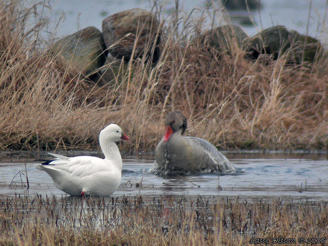 DVRGSNGS / ROSS'S GOOSE (Anser rossii)