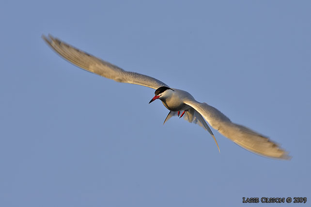 FISKTRNA / COMMON TERN (Sterna hirundo) - stor bild / full size