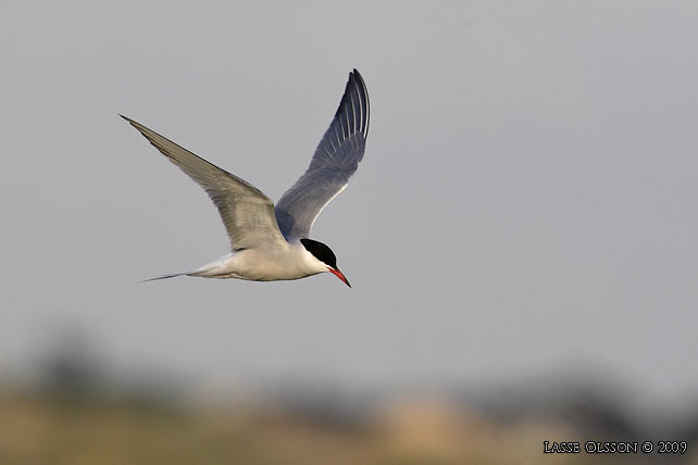 FISKTRNA / COMMON TERN (Sterna hirundo) - stor bild / full size