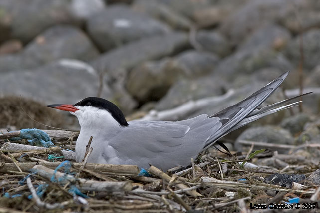 FISKTRNA / COMMON TERN (Sterna hirundo) - stor bild / full size