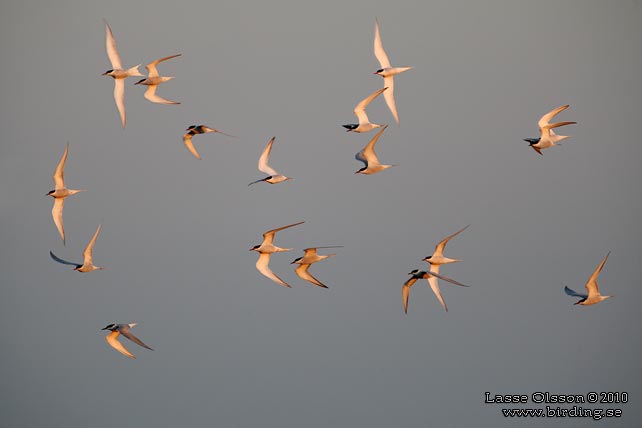 FISKTÄRNA / COMMON TERN (Sterna hirundo) - stor bild / full size