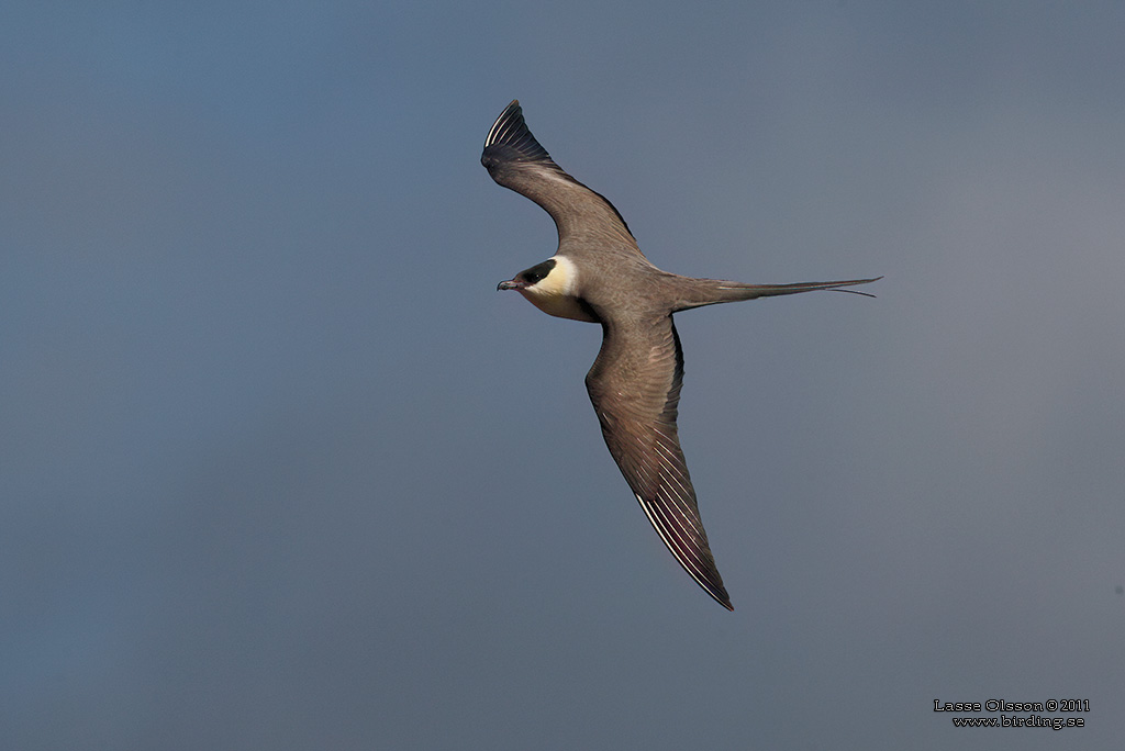 FJLLABB / LONG-TAILED JAEGER (Stercocarius longipennis) - Stng / Close
