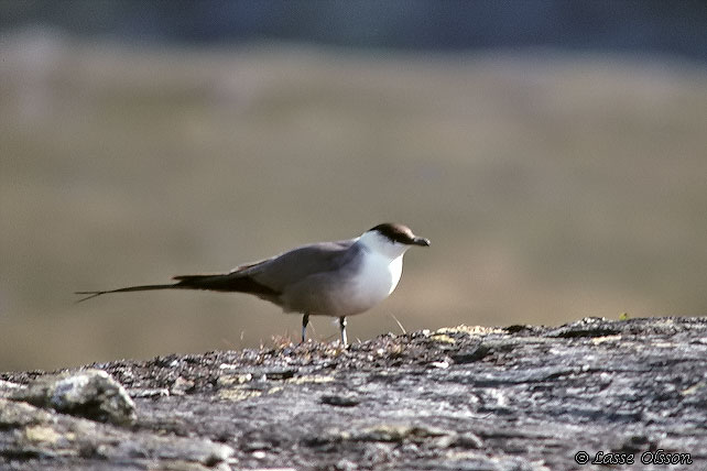 FJLLABB / LONG-TAILED JAEGER (Stercocarius longipennis)