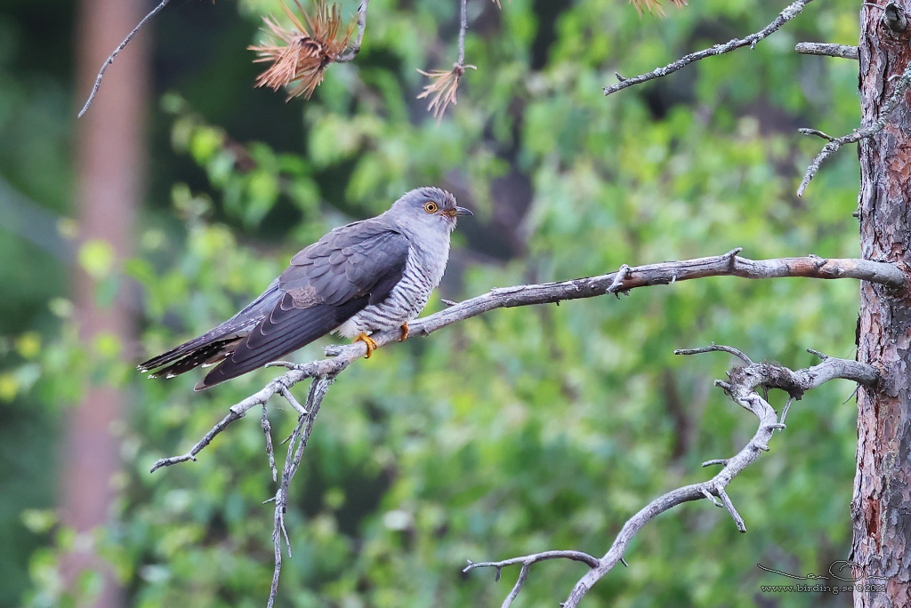 GK / COMMON CUCKOO (Cuculus canorus) - Stng / Close