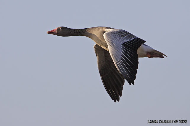 GRGS / GREYLAG GOOSE (Anser anser) - stor bild / full size