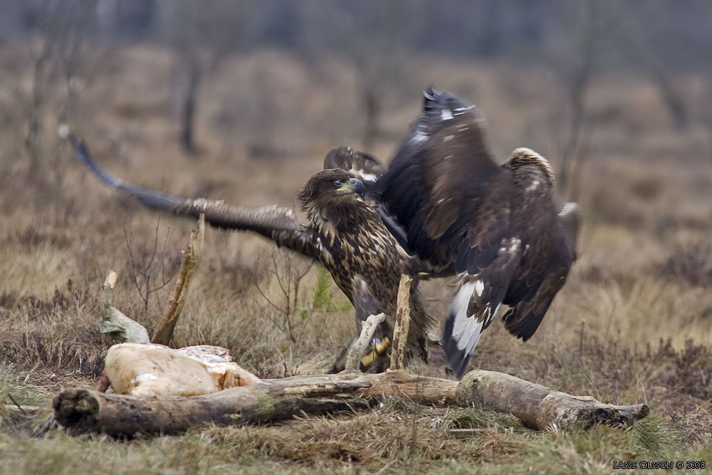 KUNGSRN / GOLDEN EAGLE (Aquila chrysaetos) o HAVSRN / WHITE-TAILED EAGLE (Haliaetus albicilla) in fight - Stng / Close