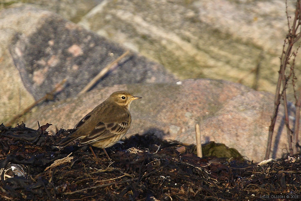 HEDPIPLRKA / BUFF-BELLIED PIPIT (Anthus rubescens) - Stng / Close