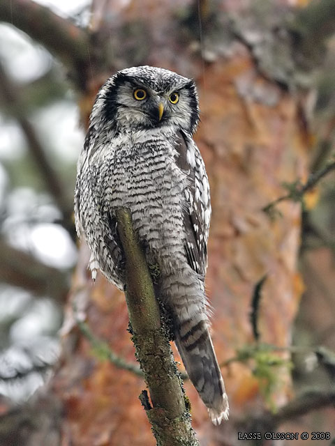 HKUGGLA / NORTHERN HAWK-OWL (Surnia ulula) - stor bild / full size