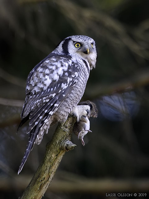 HKUGGLA / NORTHERN HAWK-OWL (Surnia ulula) - stor bild / full size