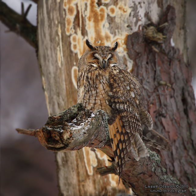HORNUGGLA / LONG-EARED OWL (Asio otus) - stoe bild / full size