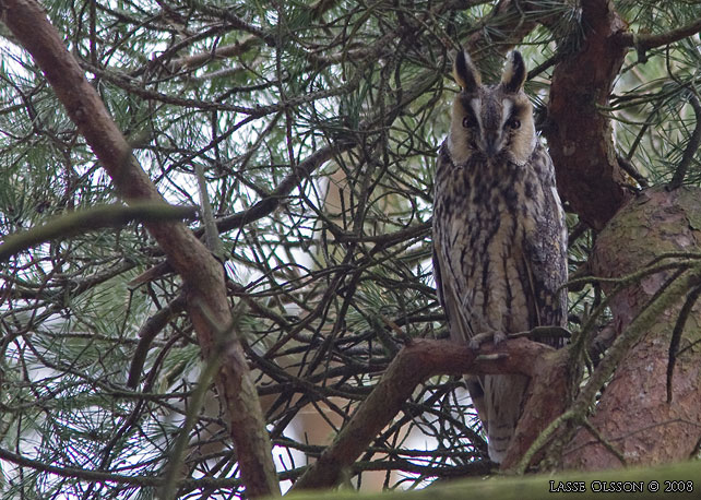 HORNUGGLA / LONG-EARED OWL (Asio otus) - stoe bild / full size