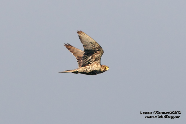 JAKTFALK / GYRFALCON (Falco rusticolus) - stor bild / full size