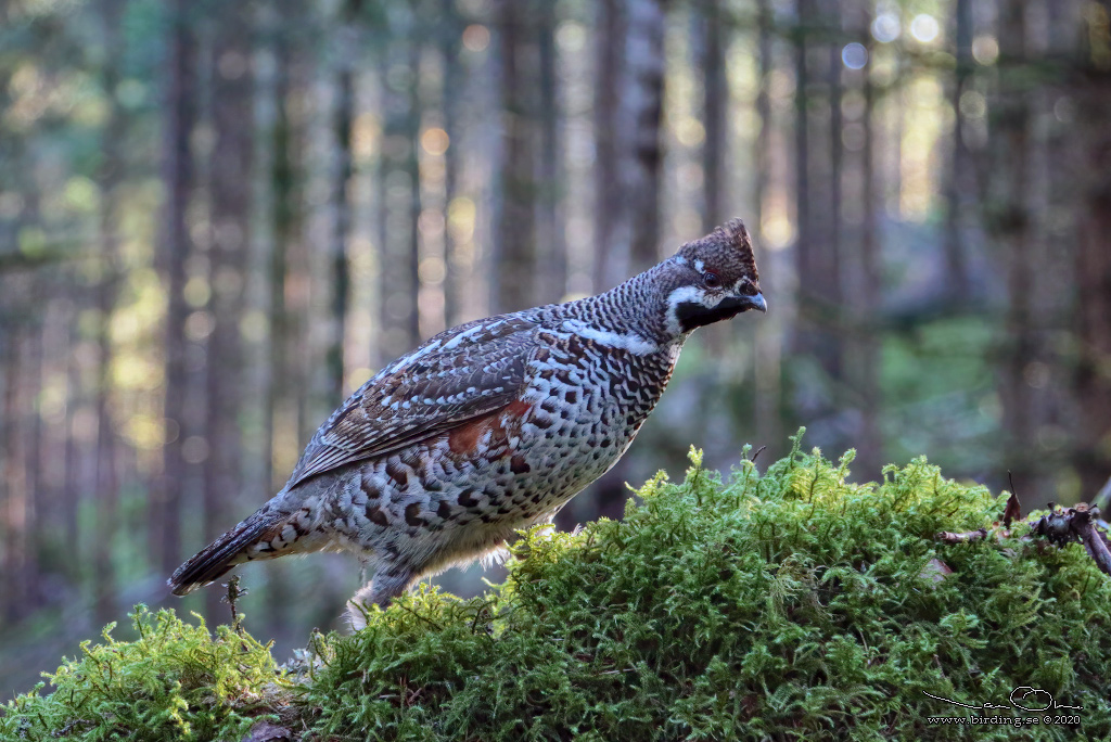 JRPE / HAZEL GROUSE (Tetrastes bonasia) - Stng / Close