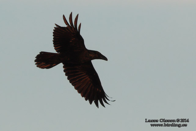 KORP / NORTHERN RAVEN (Corvus corax) - stor bild / full size