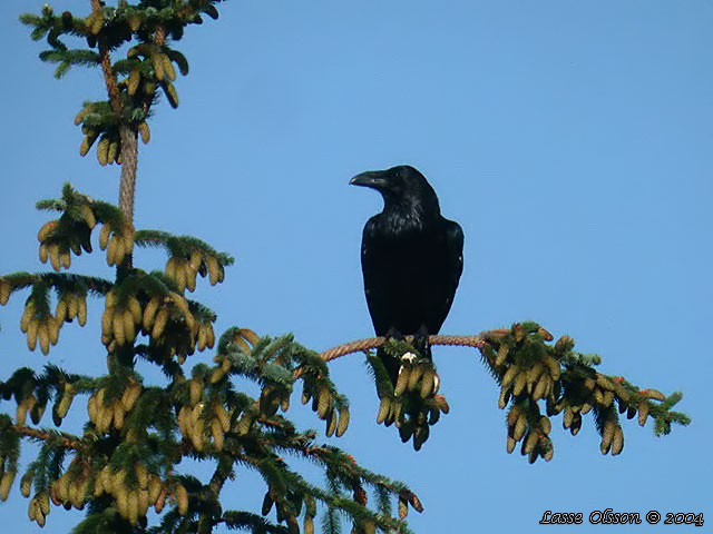 KORP / NORTHERN RAVEN (Corvus corax)