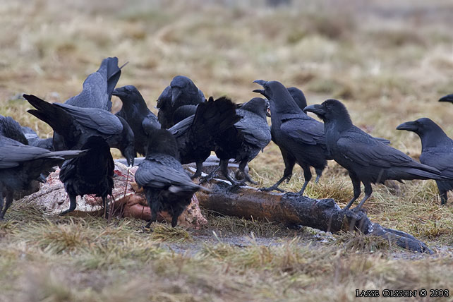 KORP / NORTHERN RAVEN (Corvus corax) - stor bild / full size