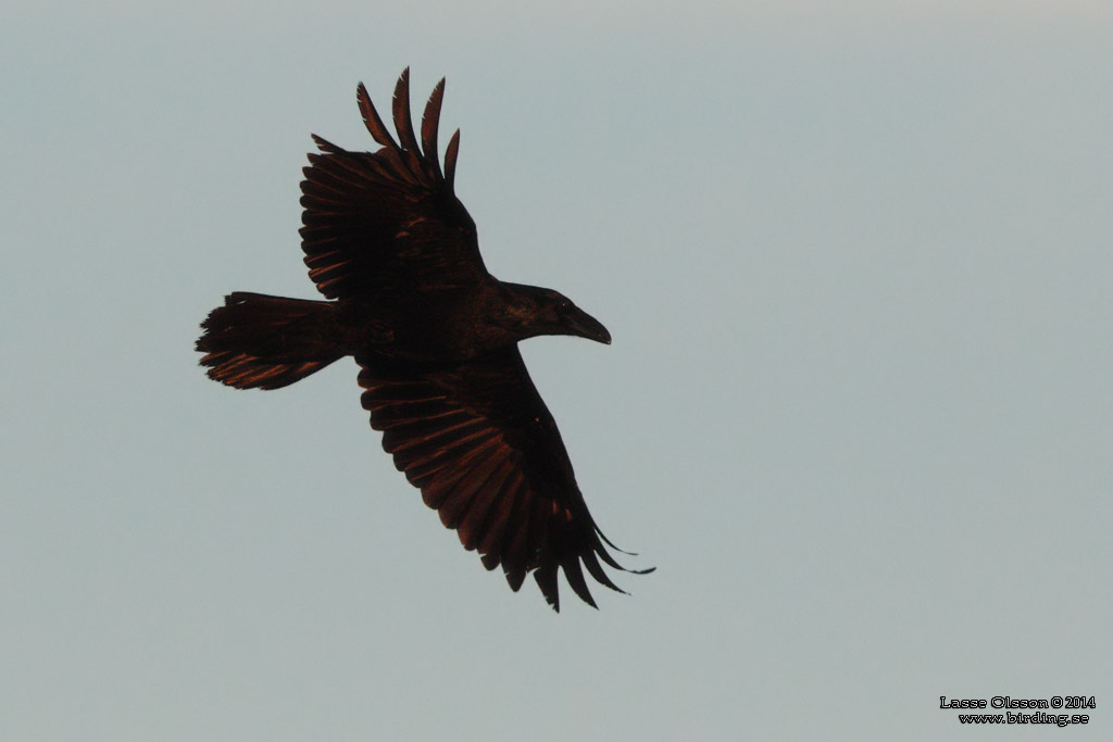 KORP / NORTHERN RAVEN (Corvus corax) - Stng / Close