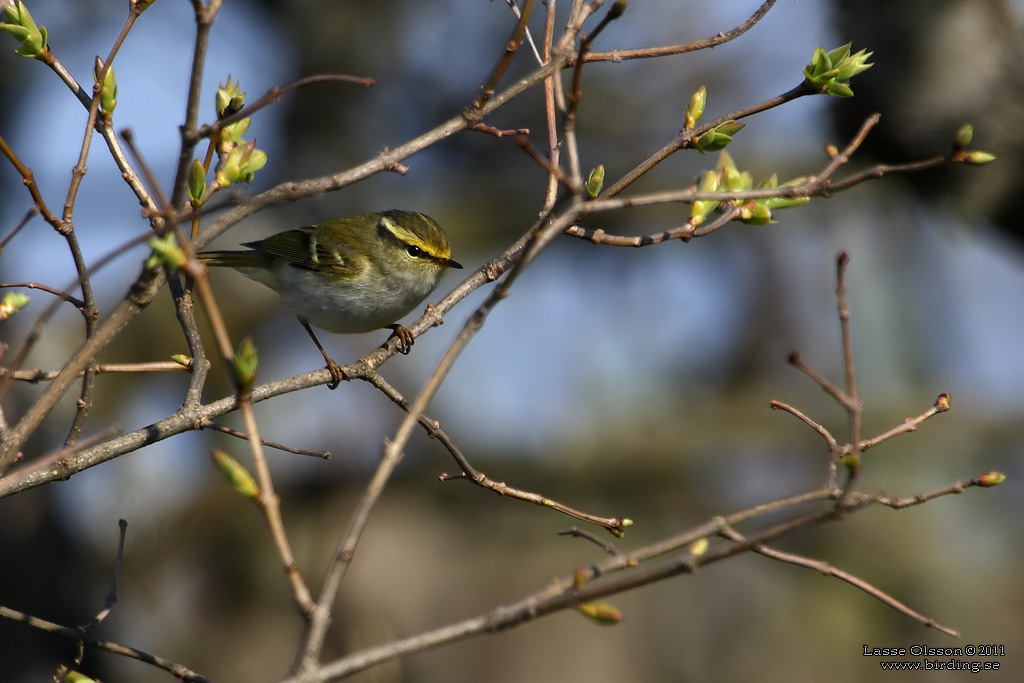 KUNGSFGELSNGARE / PALLAS' WARBLER (Phylloscopus proregulus) - Stng / Close