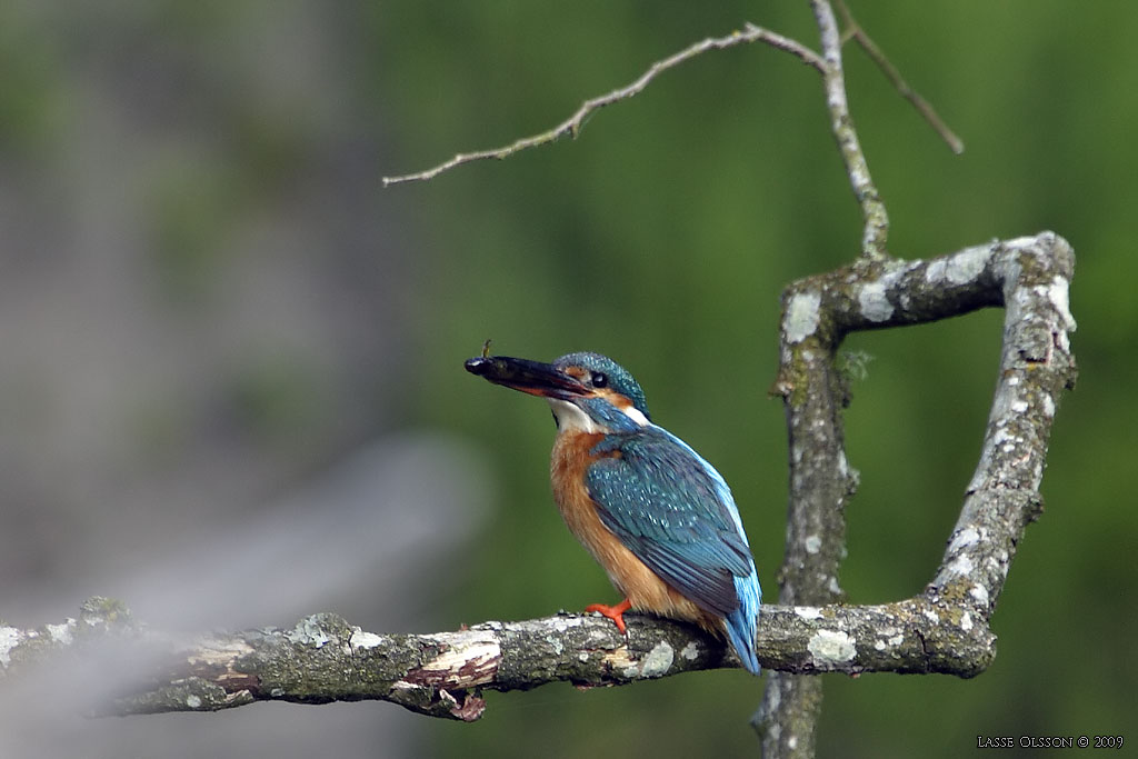 KUNGSFISKARE / COMMON KINGFISHER (Alcedo atthis) - Stng / Close