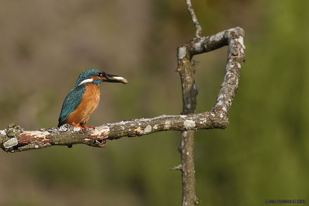 KUNGSFISKARE / COMMON KINGFISHER (Alcedo atthis) - Stng / Close