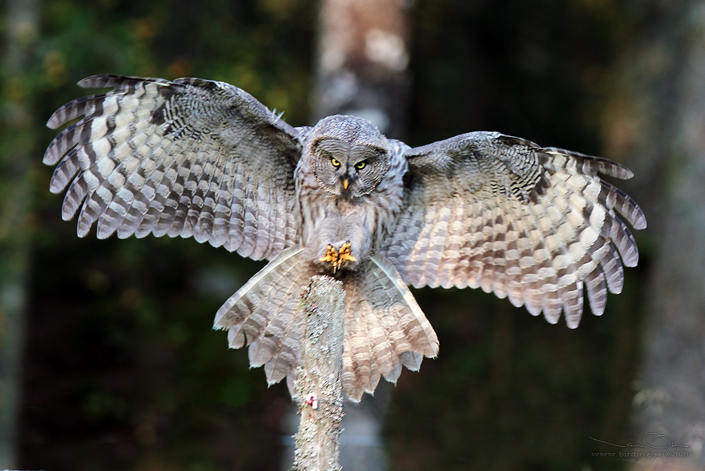 LAPPUGGLA / GREAT GREY OWL (Strix nebulosa) - Stng / Close