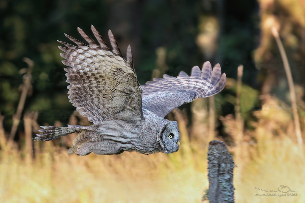 LAPPUGGLA / GREAT GREY OWL (Strix nebulosa) - Stng / Close