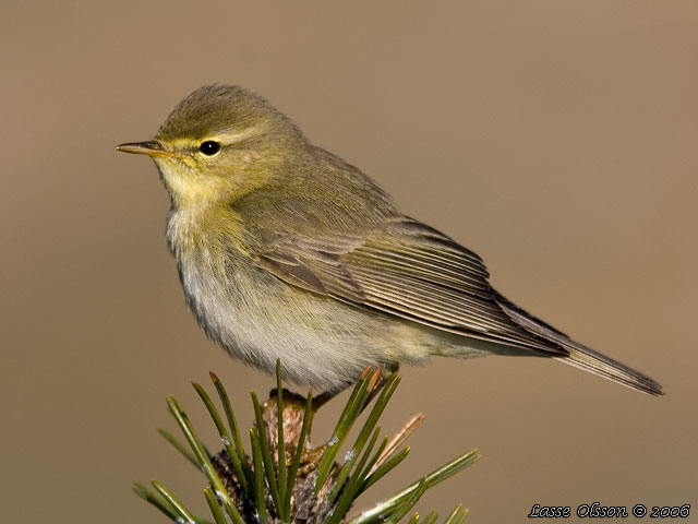 LVSNGARE / WILLOW WARBLER (Phylloscopus trochilus)