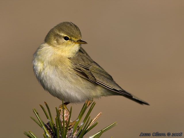 LVSNGARE / WILLOW WARBLER (Phylloscopus trochilus)