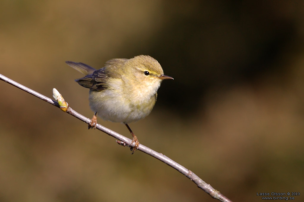 LVSNGARE / WILLOW WARBLER (Phylloscopus trochilus) - Stng / Close