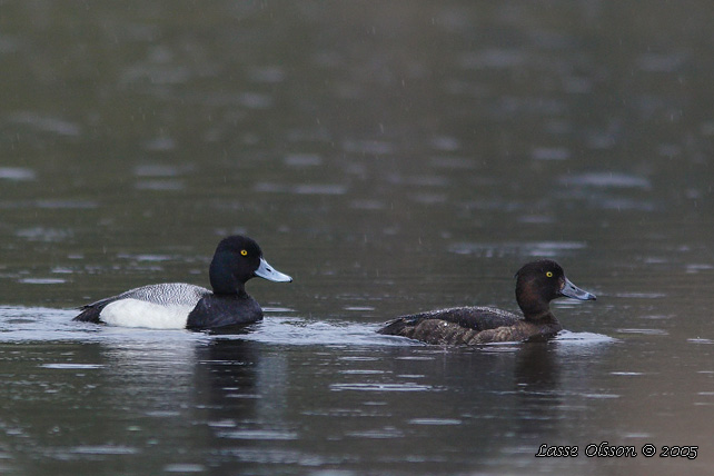 MINDRE BERGAND / LESSER SCAUP (Aythya affinis) - stor bild / full size