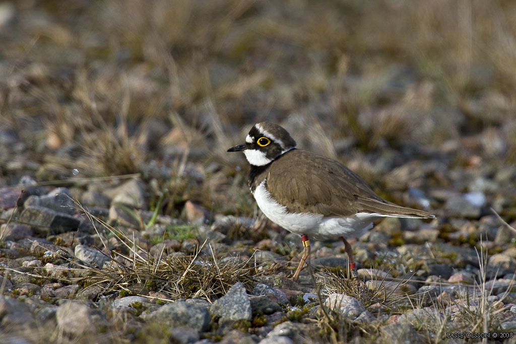 MINDRE STRANDPIPARE / LITTLE RINGED PLOVER (Charadrius dubius) - Stng / Close