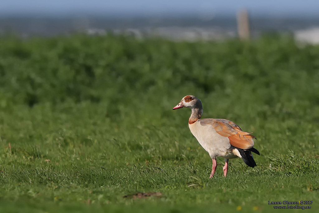 NILGS / EGYPTIAN GOOSE (Alopochen aegyptiacus) - Stäng / Close