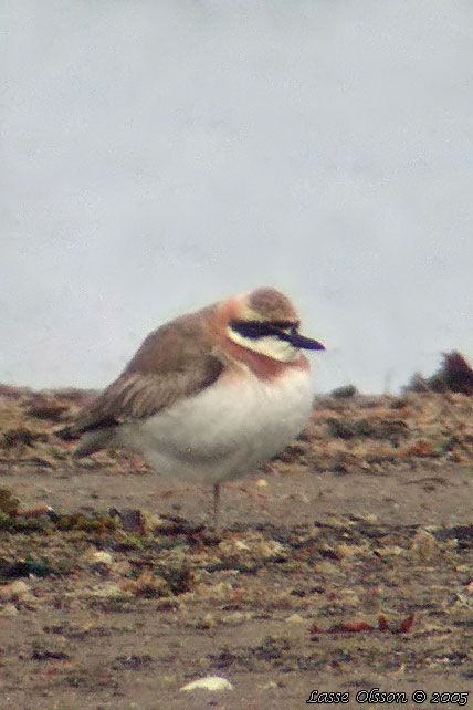 KENPIPARE / GREATER SAND PLOVER (Charadrius leschenaultii)